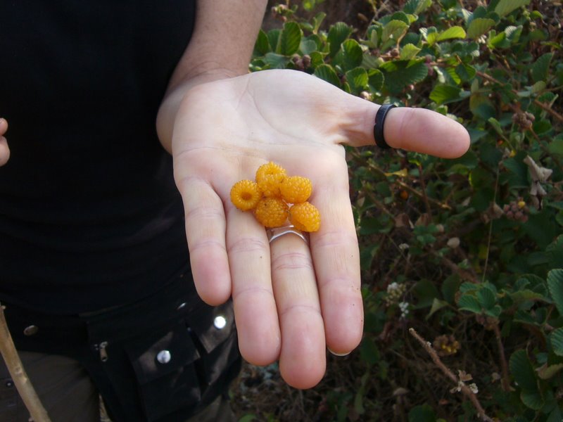 The berries. No idea what they were but they were tasty.